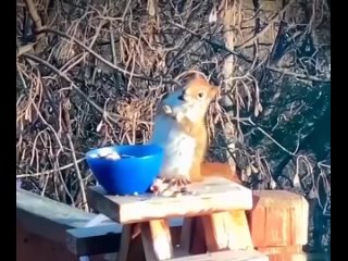 the camera recorded how the squirrel was intoxicated from the transferred berries.		 more information