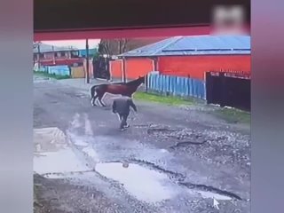 the sold horse returned to its owner in ingushetia after a year of separation. in two days, it passed more than 10 kilometers.