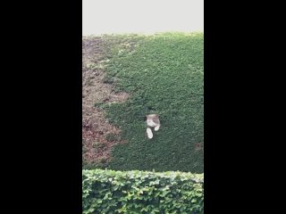 clip @videfunny | @videfunny