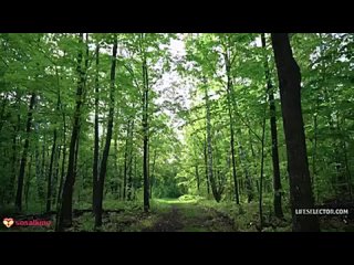 mlf (5) [240] [audio ]