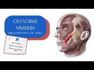 squeezing muscles. working option. andrey yakovlev