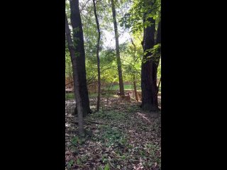 video from or life in the forest
