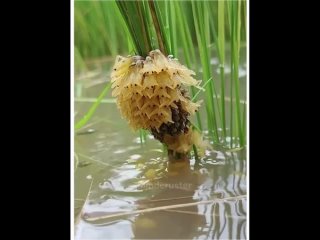 incredible nature