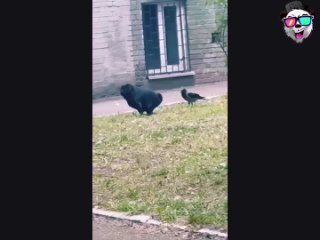 magpie shnobel pecked the dog by the eggs reaction affects the dog does not think | @videfunny