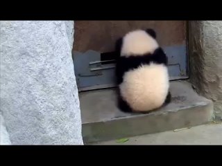 video from telegram