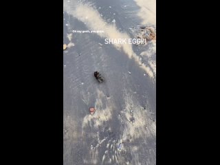 incredible nature (author video @california.shelling)
