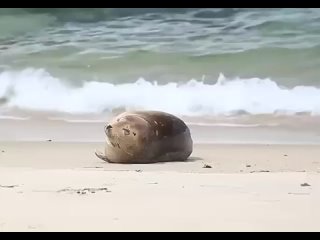 real seals move on business.