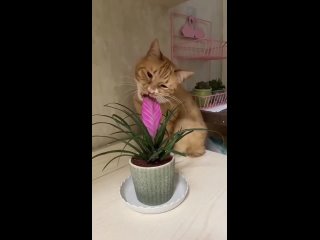 video from @videfunny | @videfunny