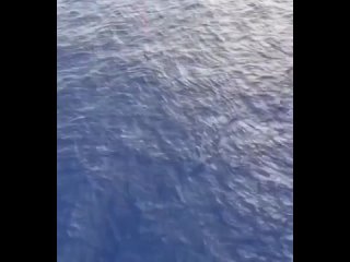 the danger of sharks is greatly exaggerated, but we do not recommend anyone to dive from this platform