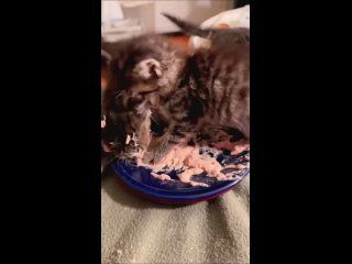 when you love to eat so much that you are ready to sing